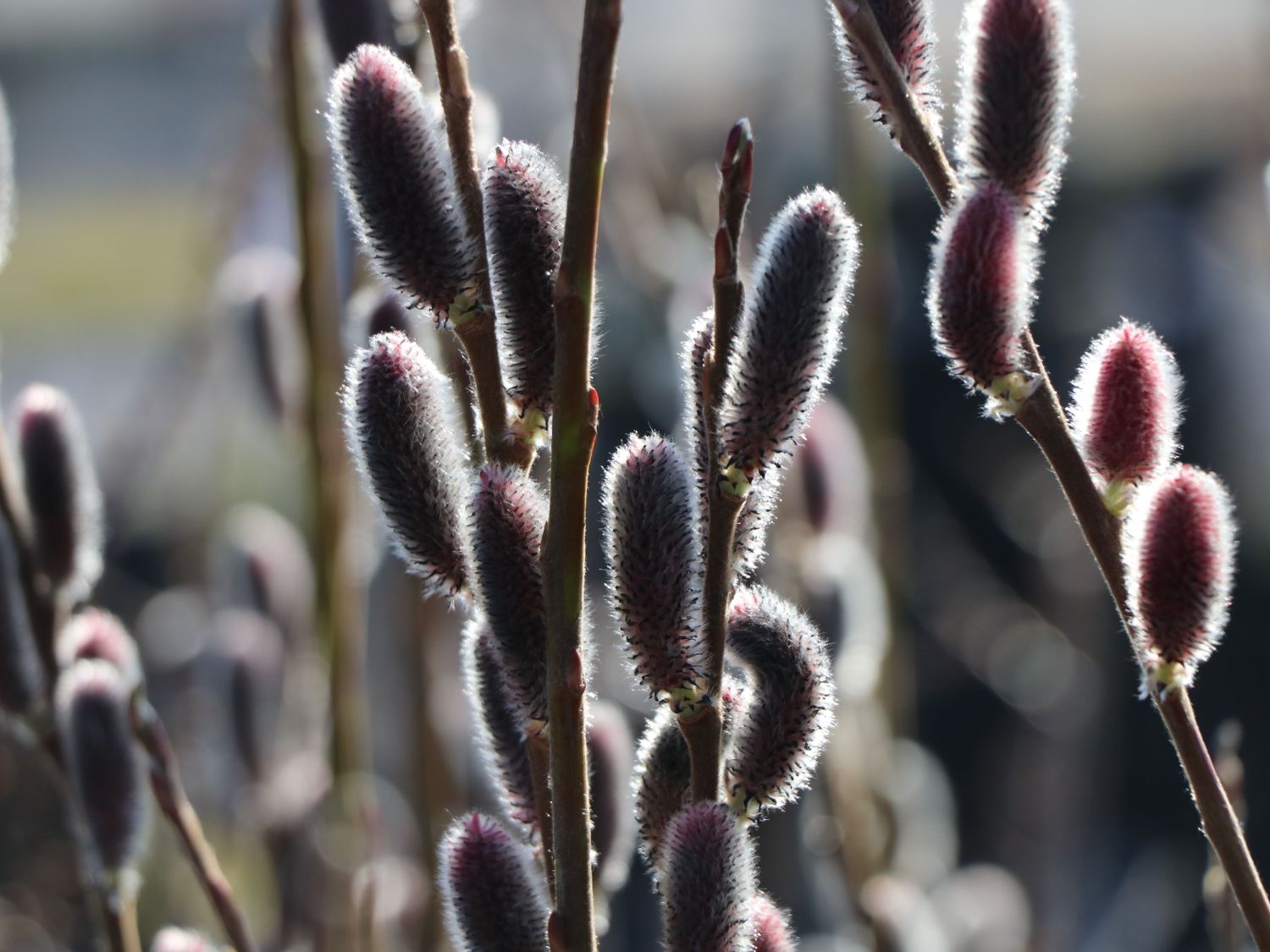 Rosa Riesen-Salweide 'Mount Aso' - Salix gracilistyla 'Mount Aso'