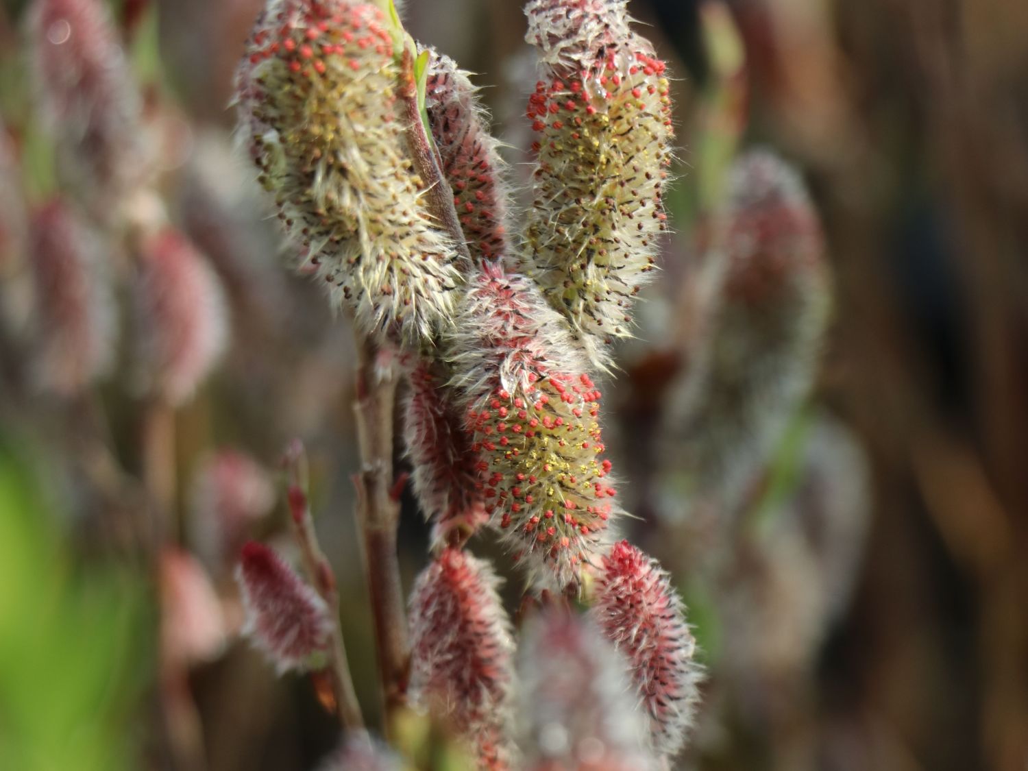 Rosa Riesen-Salweide 'Mount Aso' - Salix gracilistyla 'Mount Aso'