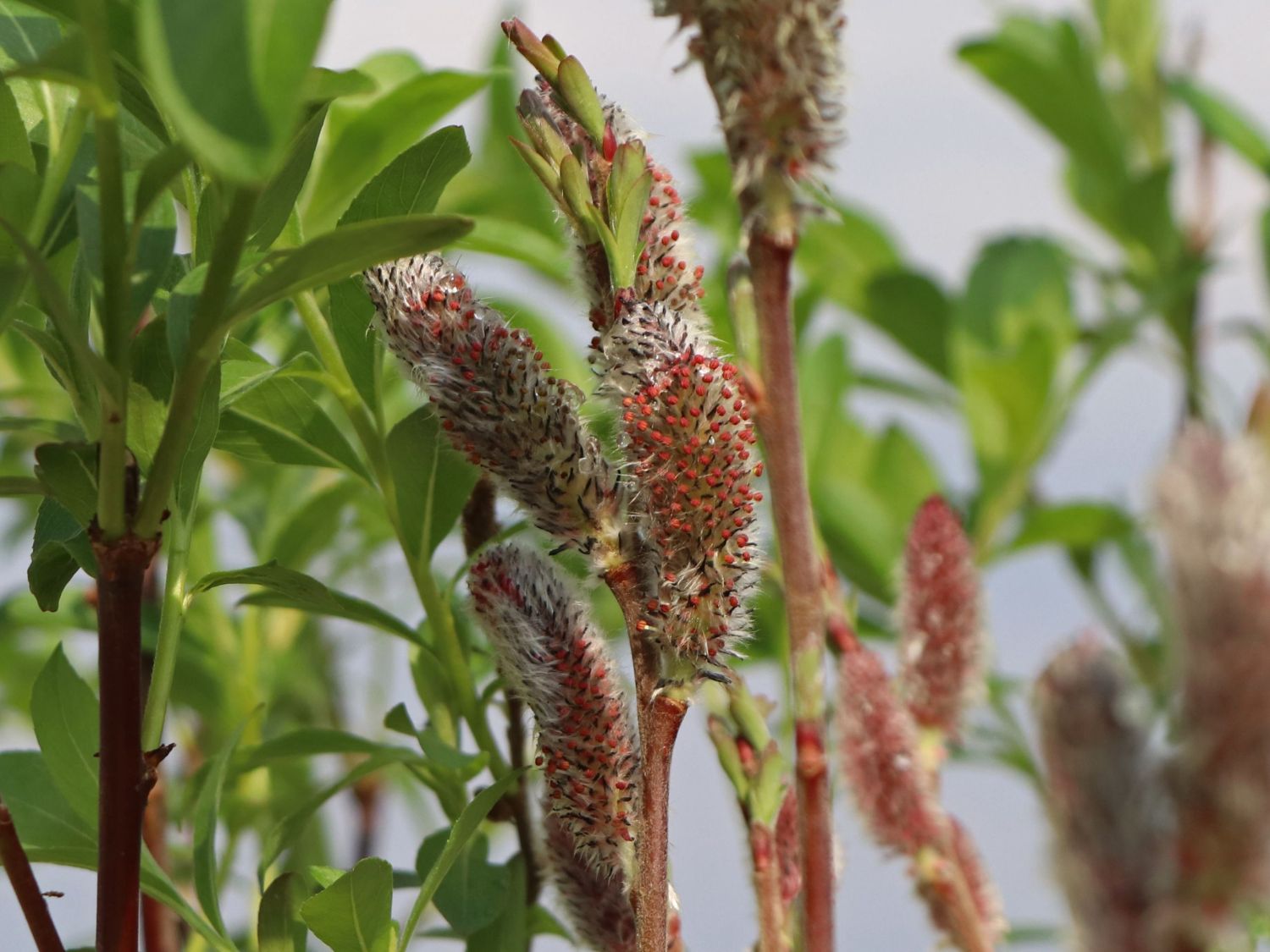 Rosa Riesen-Salweide 'Mount Aso' - Salix gracilistyla 'Mount Aso'