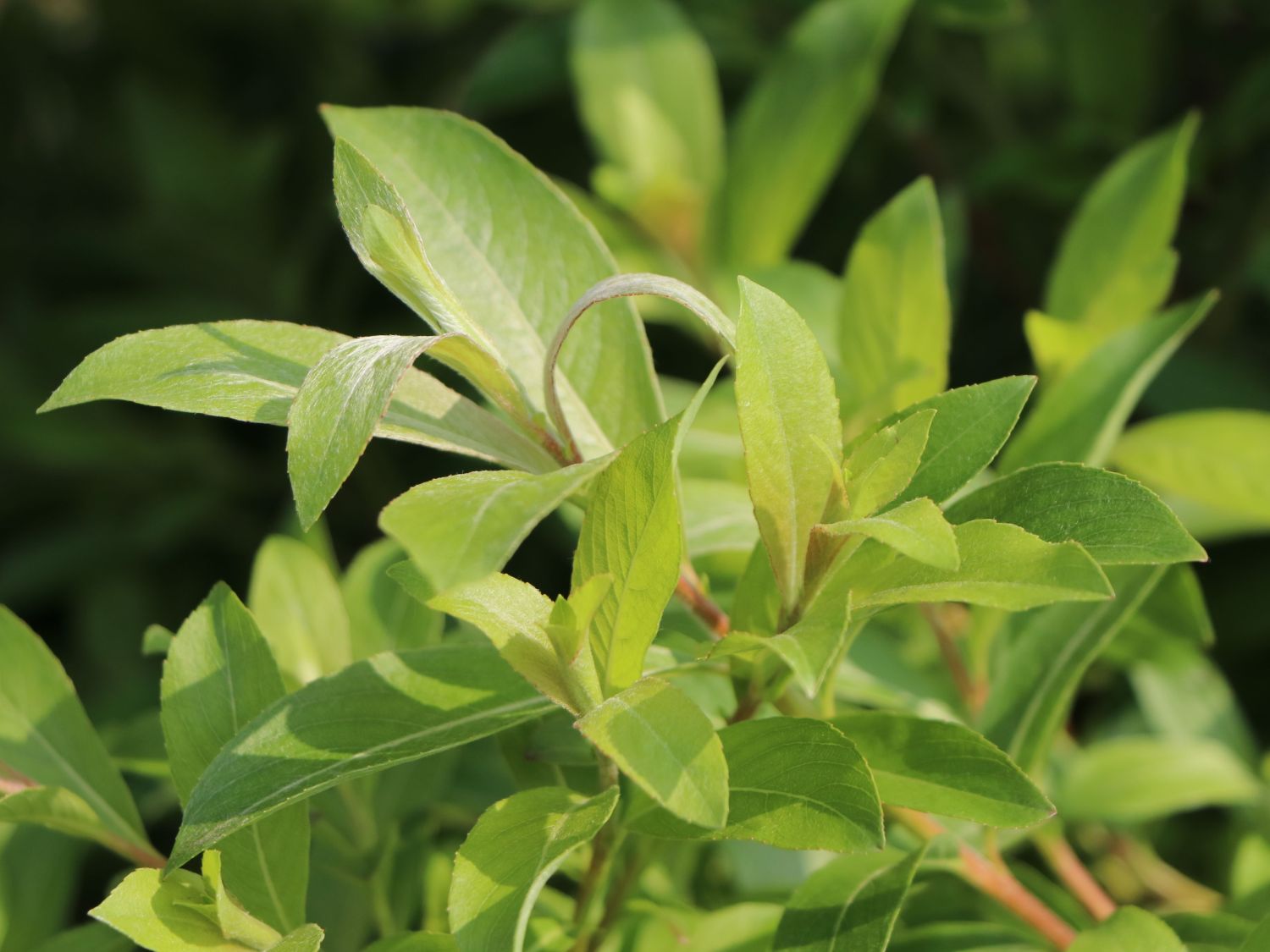 Rosa Riesen-Salweide 'Mount Aso' - Salix gracilistyla 'Mount Aso'