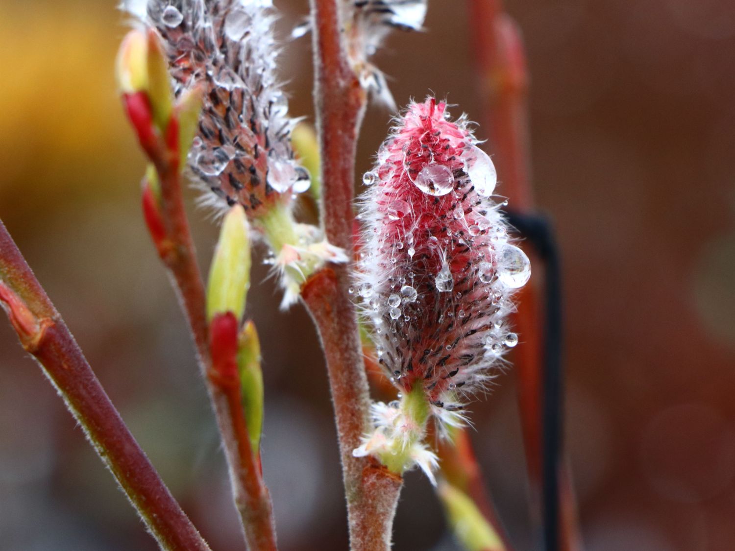 Rosa Riesen-Salweide 'Mount Aso' - Salix gracilistyla 'Mount Aso'