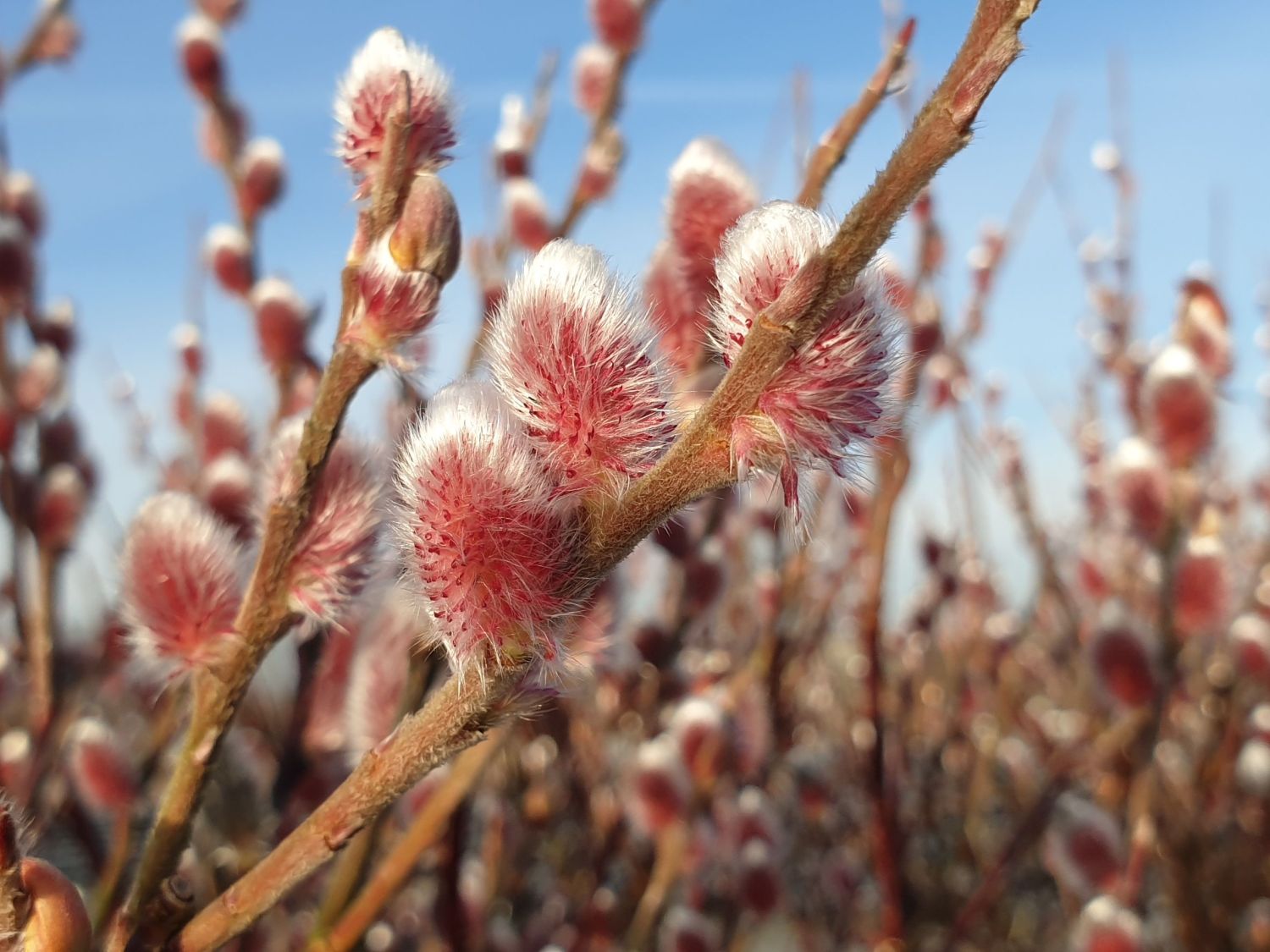 Rosa Riesen-Salweide 'Mount Aso' - Salix gracilistyla 'Mount Aso'