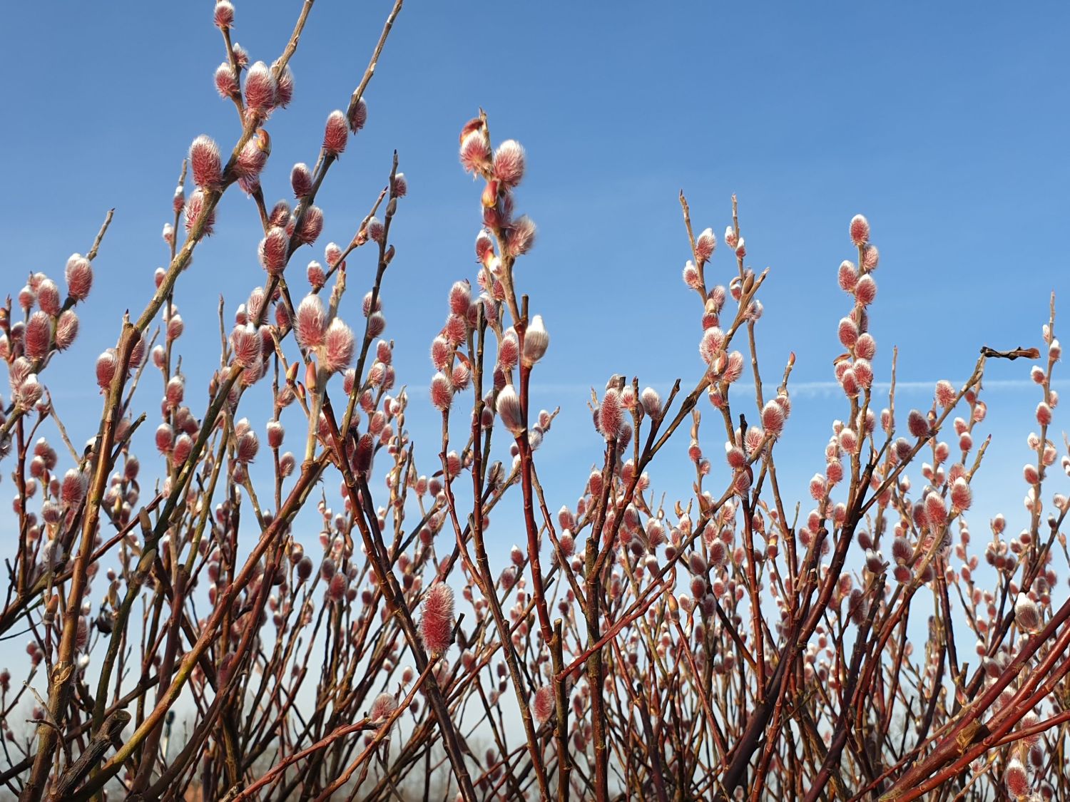 Rosa Riesen-Salweide 'Mount Aso' - Salix gracilistyla 'Mount Aso'