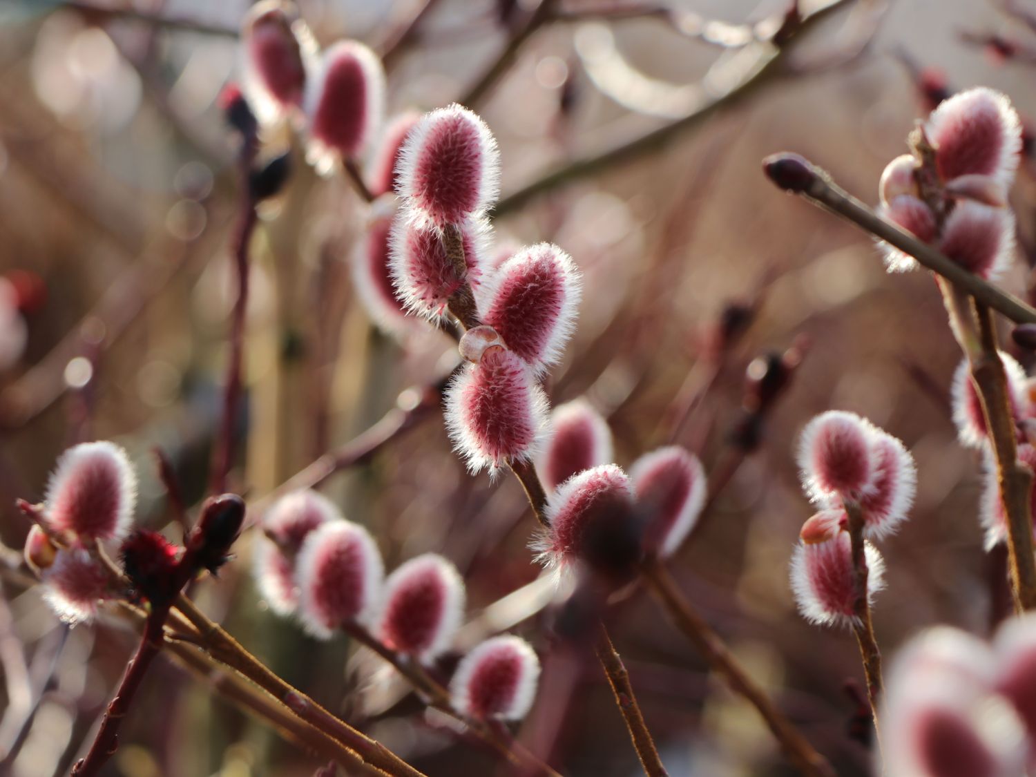 Rosa Riesen-Salweide 'Mount Aso' - Salix gracilistyla 'Mount Aso'