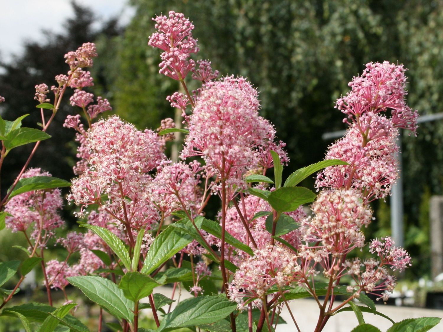 Rosa Säckelblume 'Marie Simon'