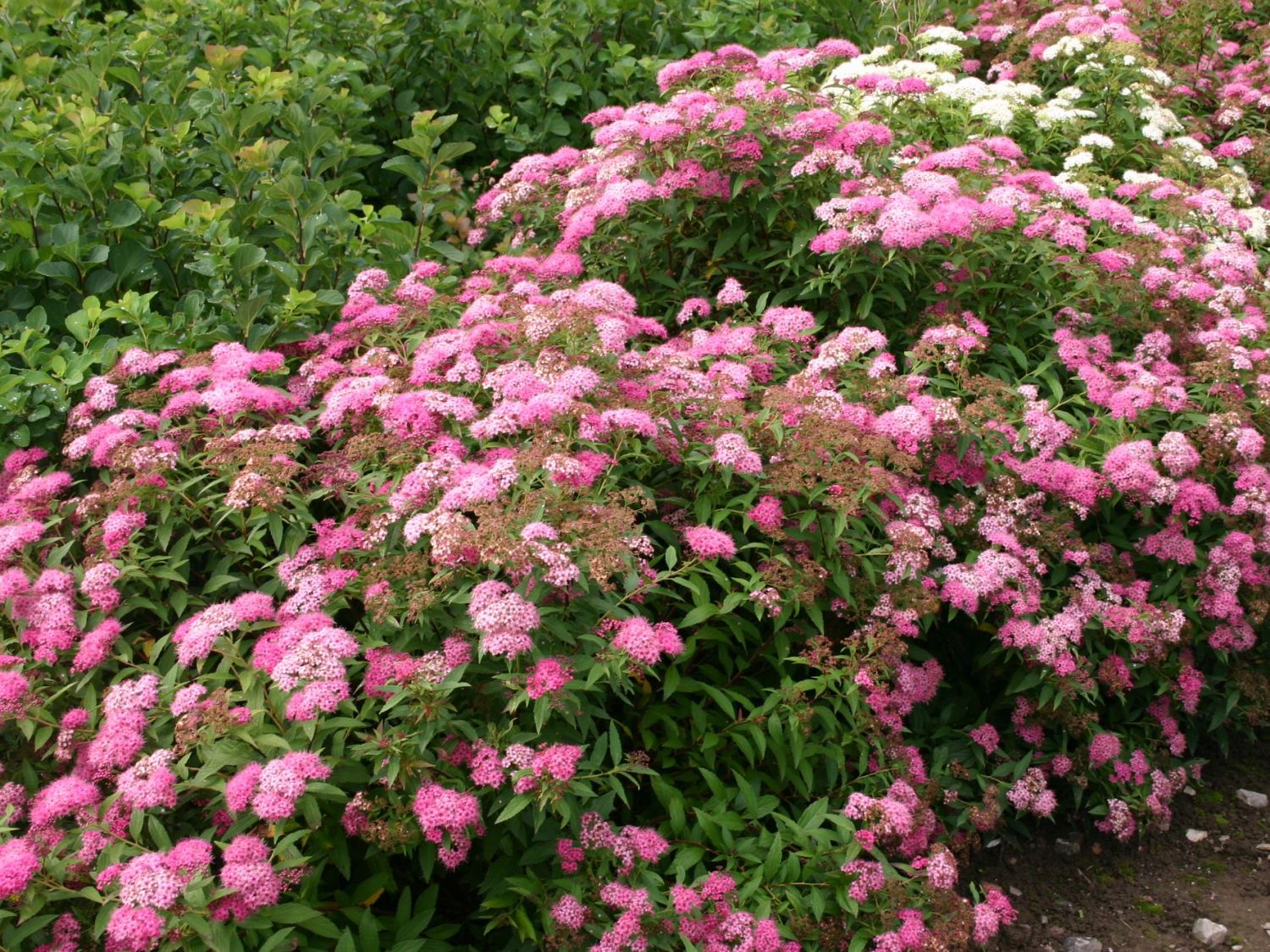 Spiersträucher (Spiraea)