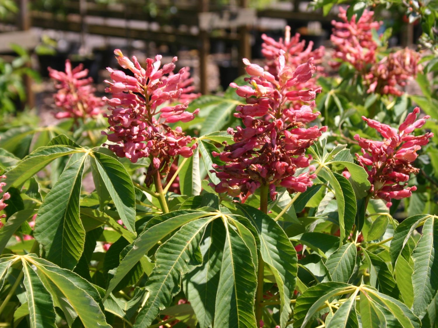 Rosablühende Hängekastanie 'Koehnei' - Aesculus pavia 'Koehnei'