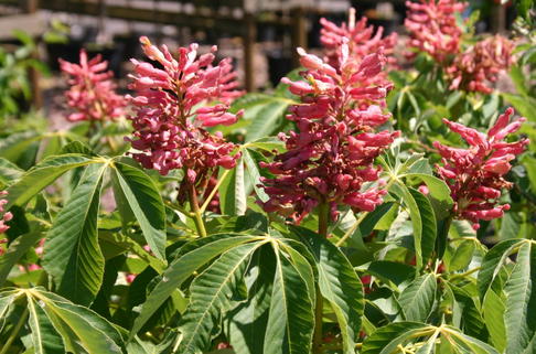 Rosablühende Hängekastanie 'Koehnei' - Aesculus pavia 'Koehnei'