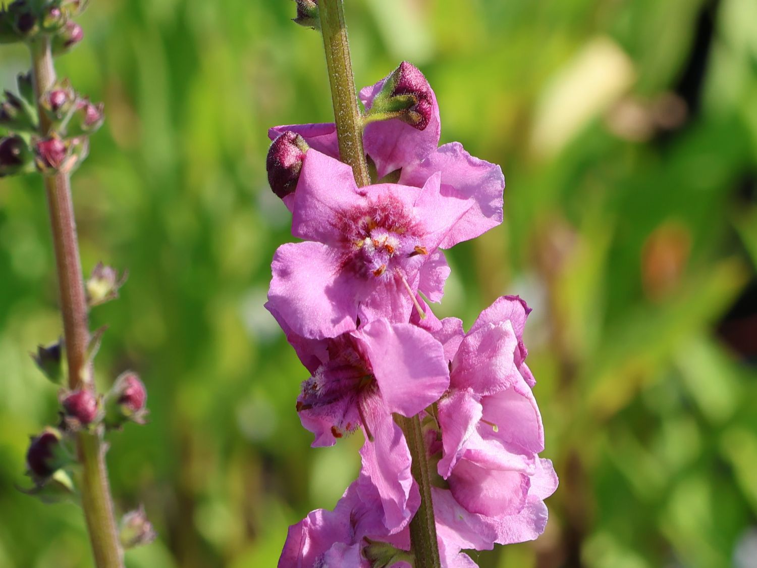 Rosablühende Königskerze 'Pink Domino'