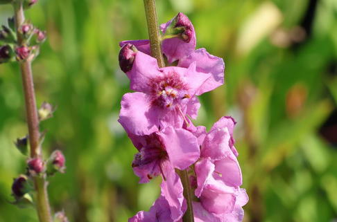Rosablühende Königskerze 'Pink Domino' - Verbascum x cultorum 'Pink Domino'