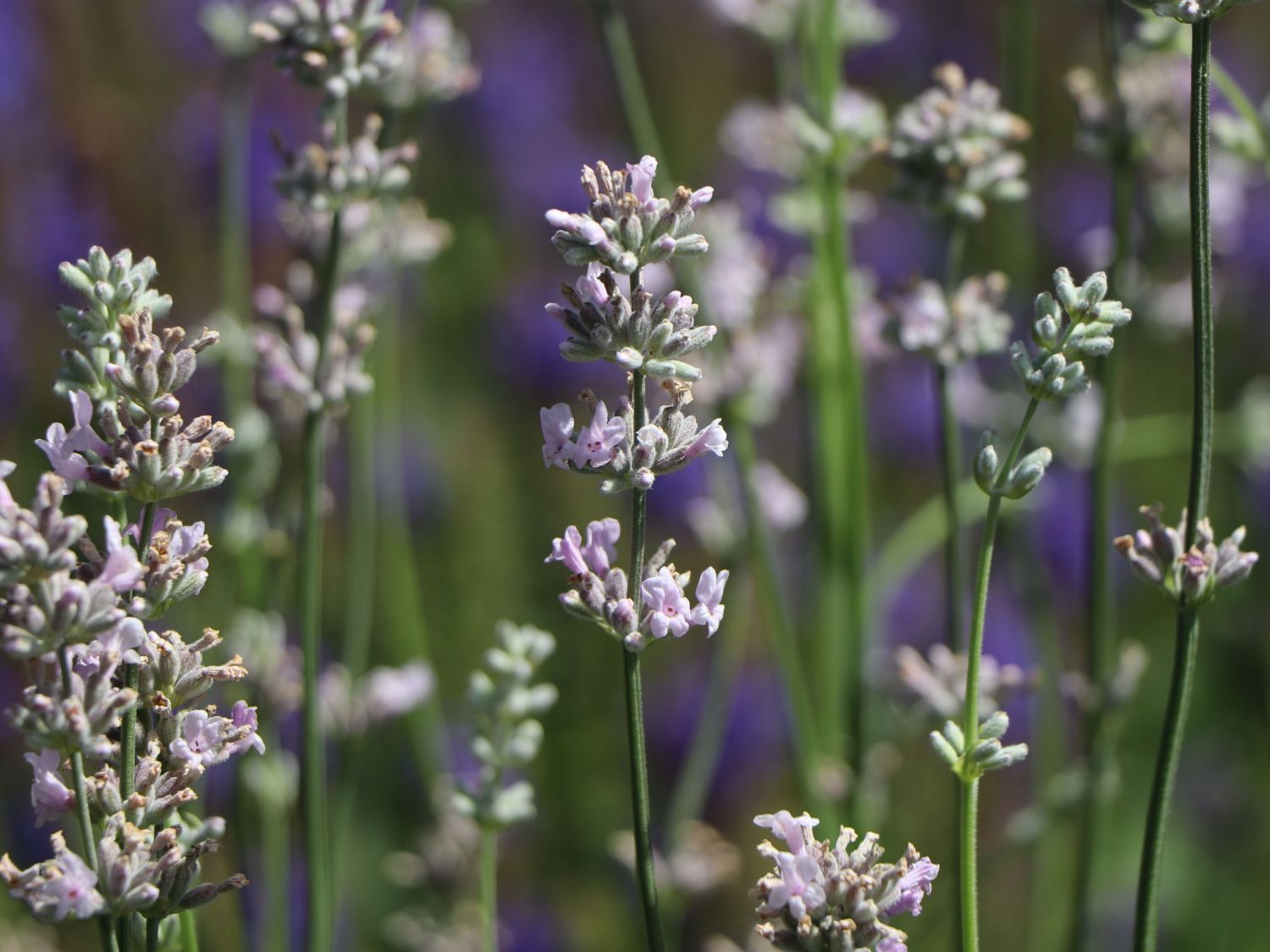 Rosablühender Lavendel 'Loddon Pink' - Beste Sorten & Stauden-Wissen