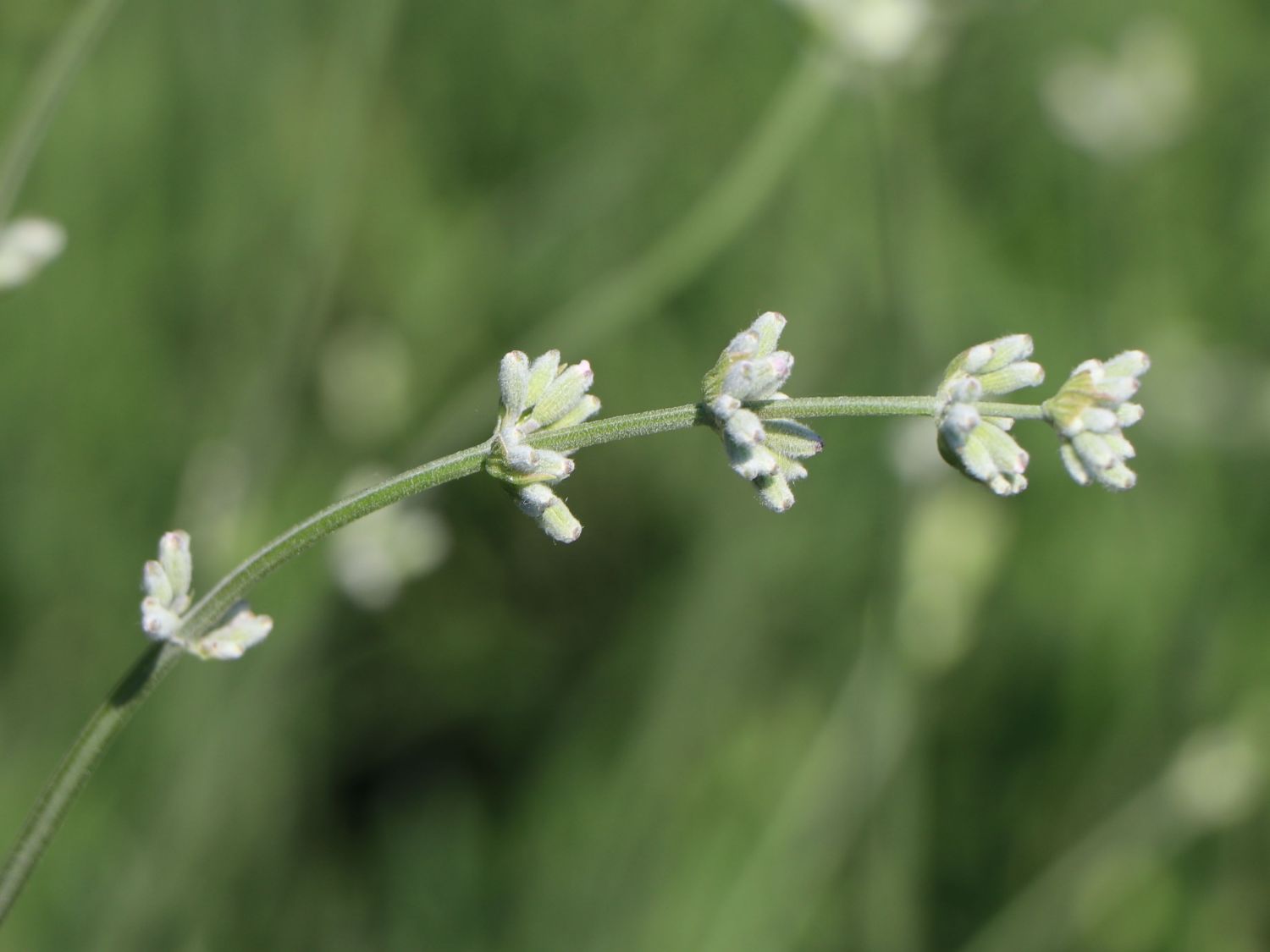 Rosablühender Lavendel 'Loddon Pink' - Beste Sorten & Stauden-Wissen