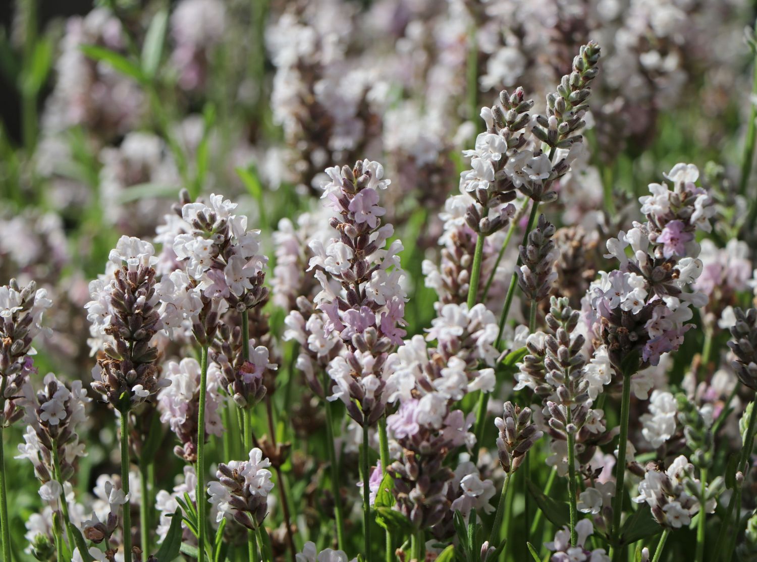 Rosablühender Lavendel 'Loddon Pink' - Beste Sorten & Stauden-Wissen