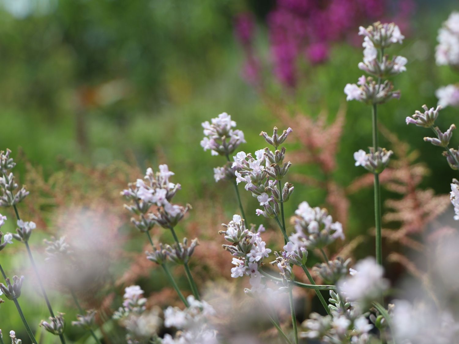 Rosablühender Lavendel 'Rosea'