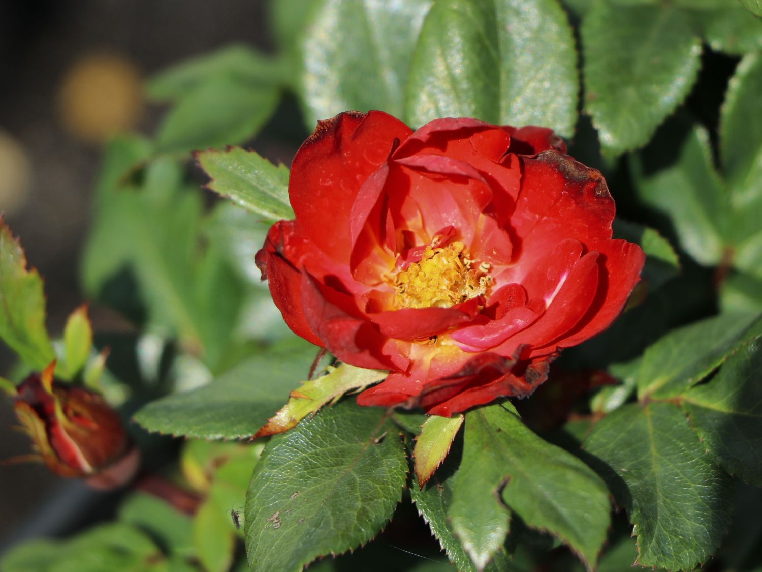 Rose 'Zepeti' ® - Rosa 'Zepeti' ®