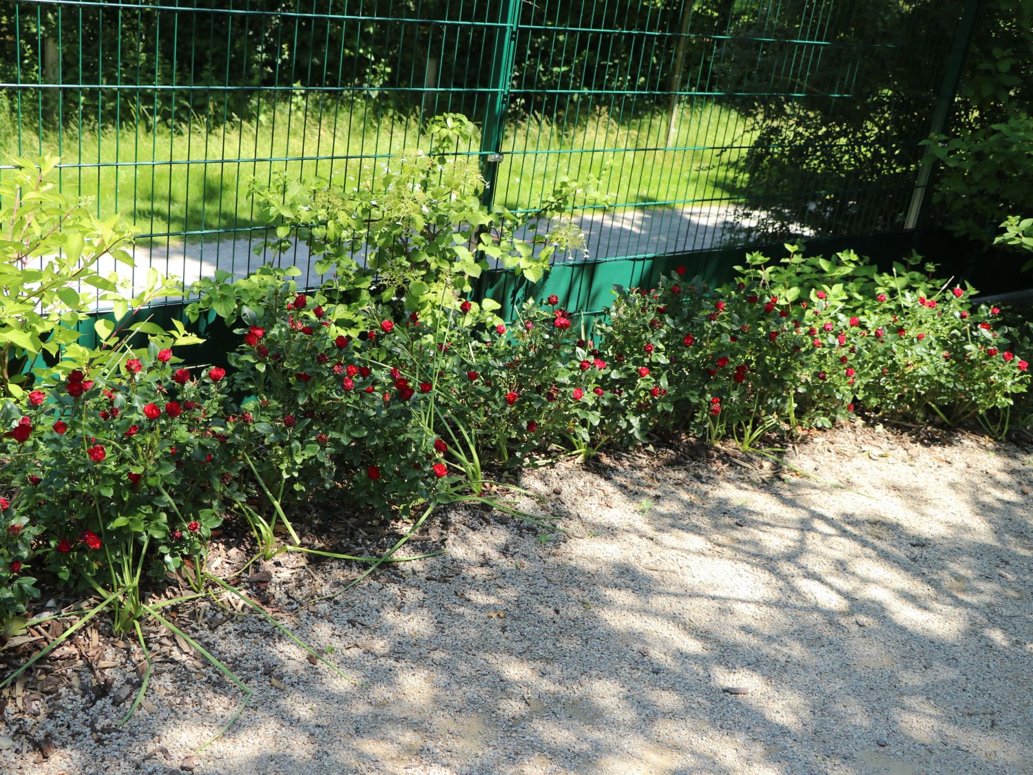 Rose 'Zepeti' ® Schönstes RosenSortiment & Expertenwissen