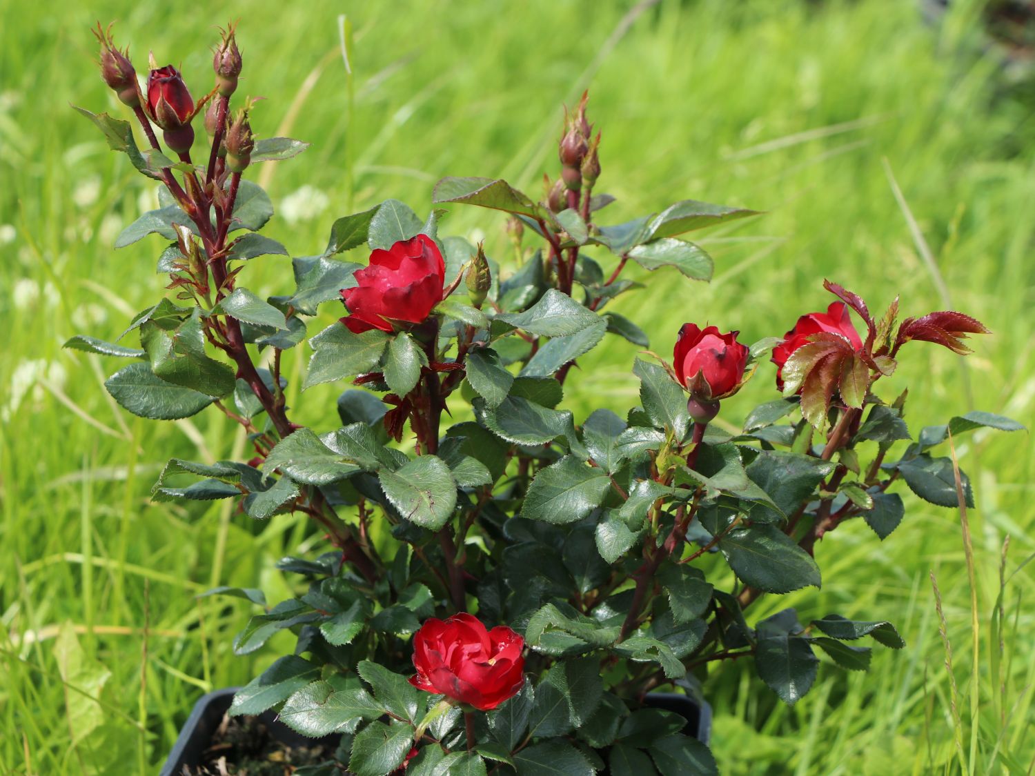 Rose 'Zepeti' ® Schönstes RosenSortiment & Expertenwissen