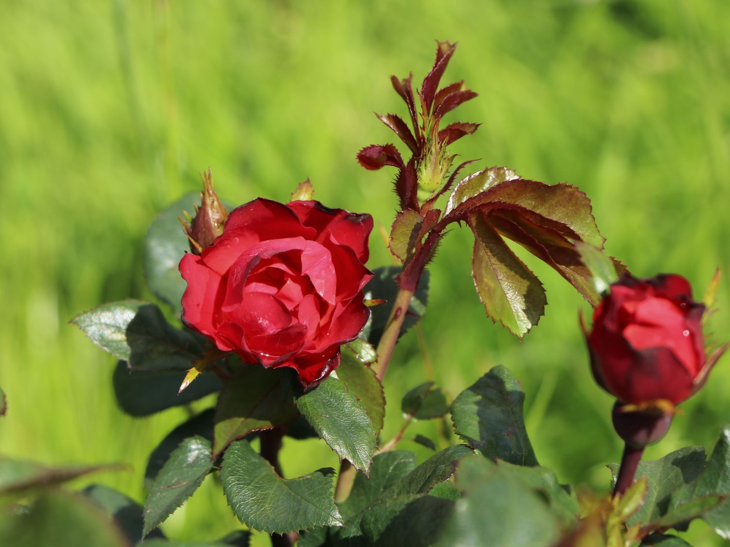 Rose 'Zepeti' ® - Rosa 'Zepeti' ®