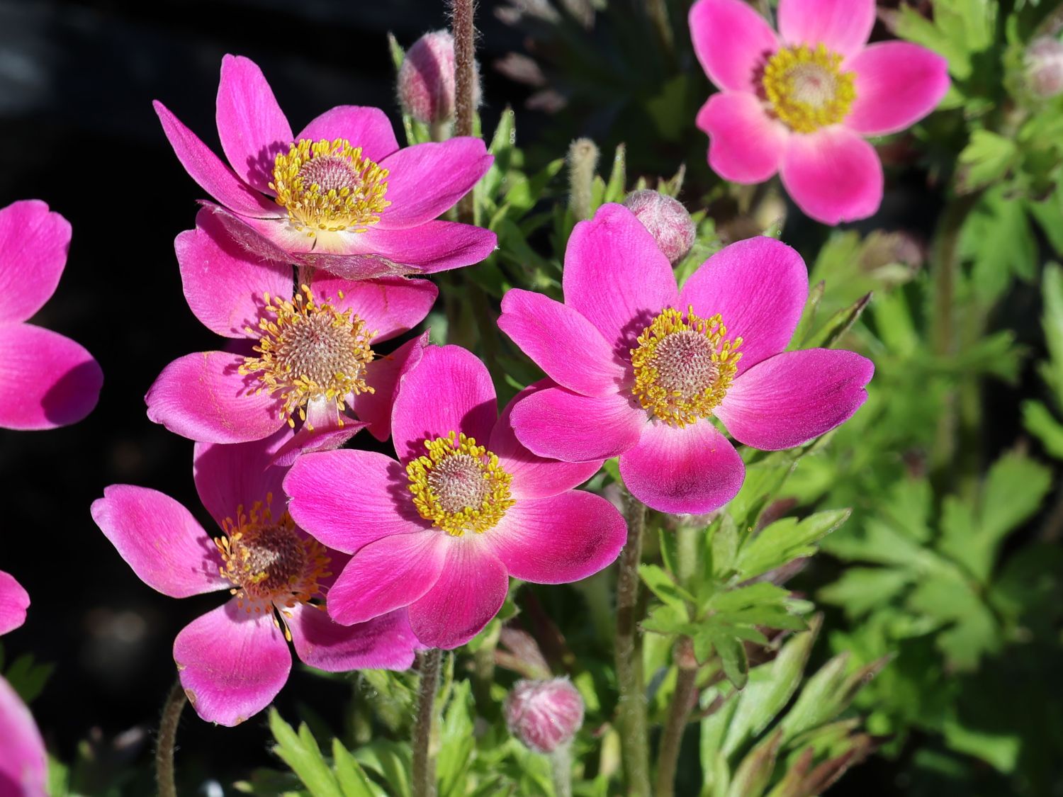 Rosen-Anemone 'Spring Beauty Pink'