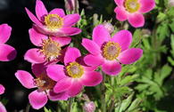 Rosen-Anemone 'Spring Beauty Pink'