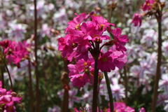 Rosen Schlüsselblume