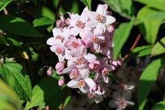Rosendeutzie 'Mont Rose'