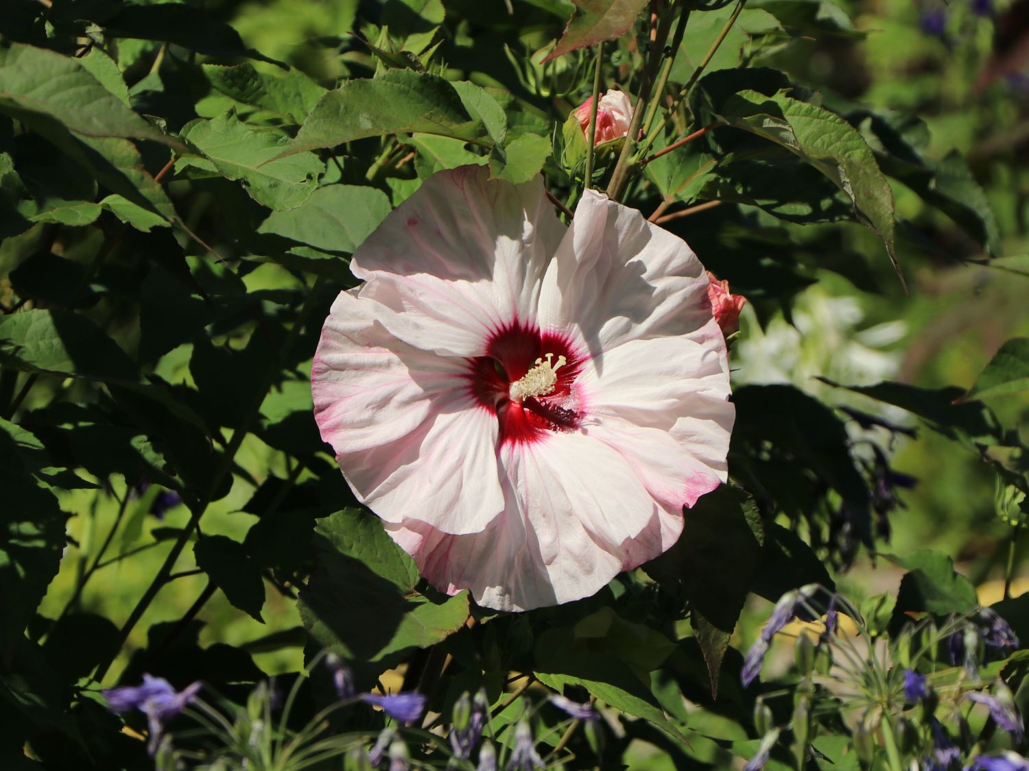 Sumpfeibisch 'Cherry Cheesecake'