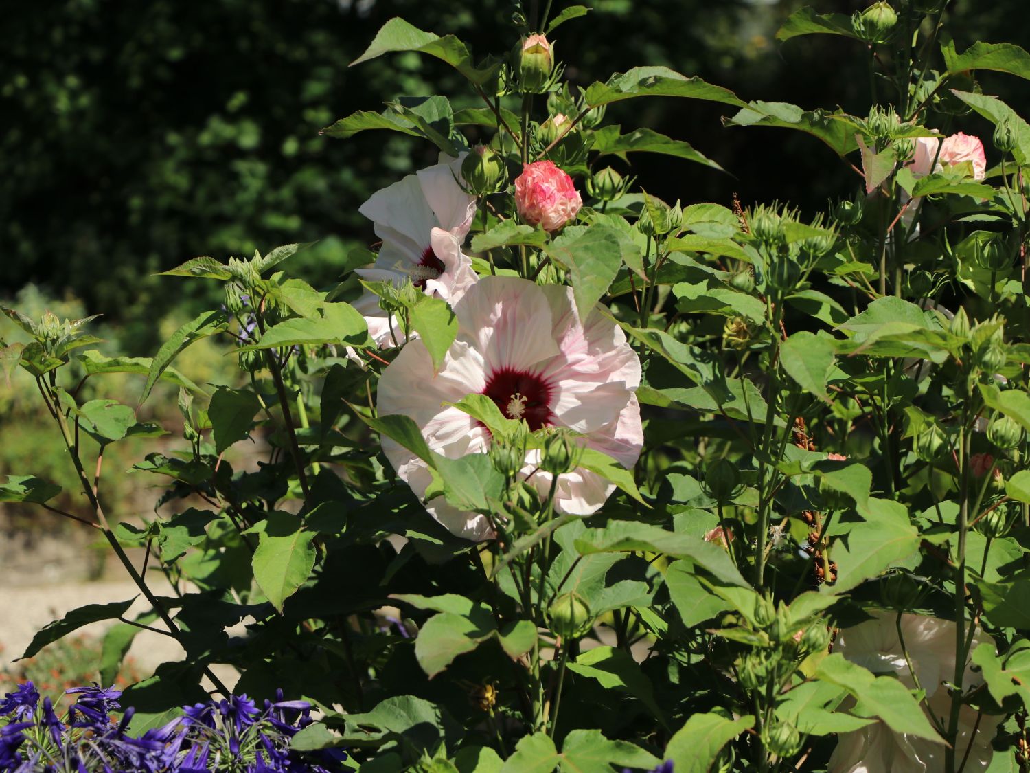 Sumpfeibisch 'Cherry Cheesecake' - Hibiscus moscheutos 'Cherry Cheesecake'
