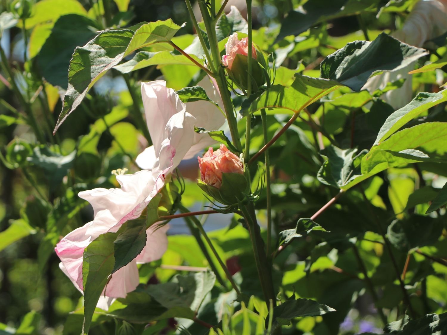 Sumpfeibisch 'Cherry Cheesecake' - Hibiscus moscheutos 'Cherry Cheesecake'