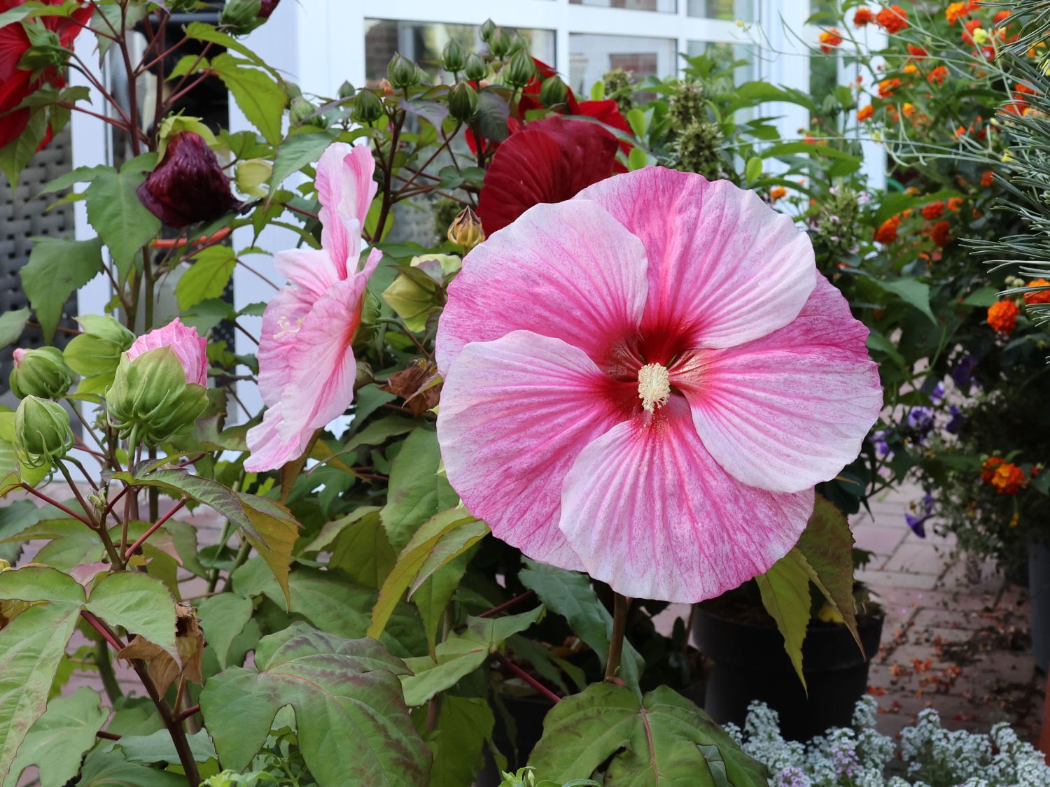 Sumpfeibisch 'Cherry Cheesecake' - Hibiscus moscheutos 'Cherry Cheesecake'