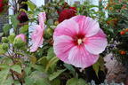 Sumpfeibisch 'Cherry Cheesecake' - Hibiscus moscheutos 'Cherry Cheesecake'