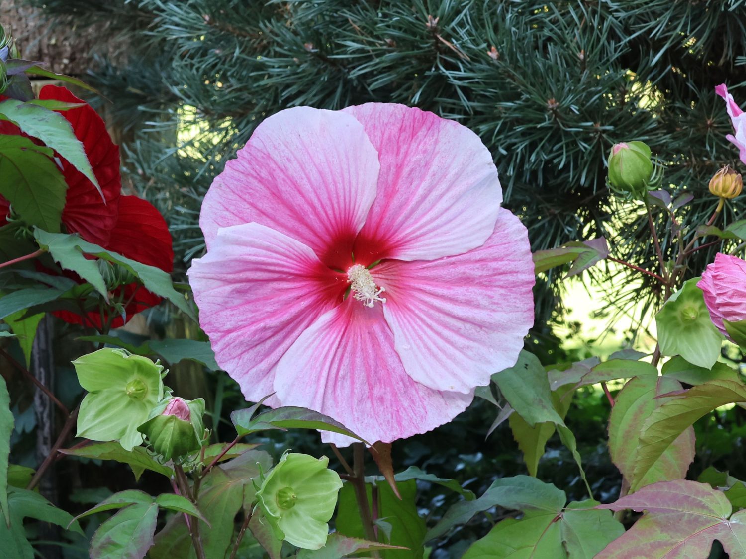 Sumpfeibisch 'Cherry Cheesecake' - Hibiscus moscheutos 'Cherry Cheesecake'