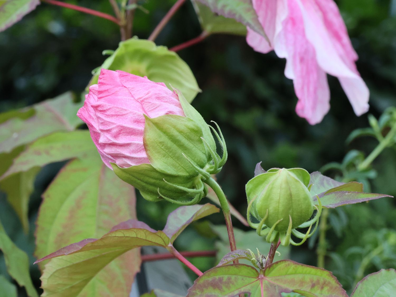 Sumpfeibisch 'Cherry Cheesecake' - Hibiscus moscheutos 'Cherry Cheesecake'