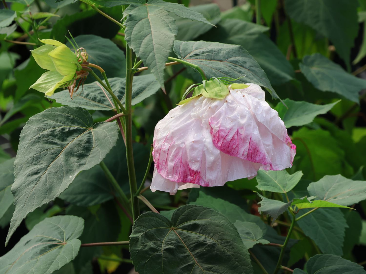 Sumpfeibisch 'Cherry Cheesecake' - Hibiscus moscheutos 'Cherry Cheesecake'