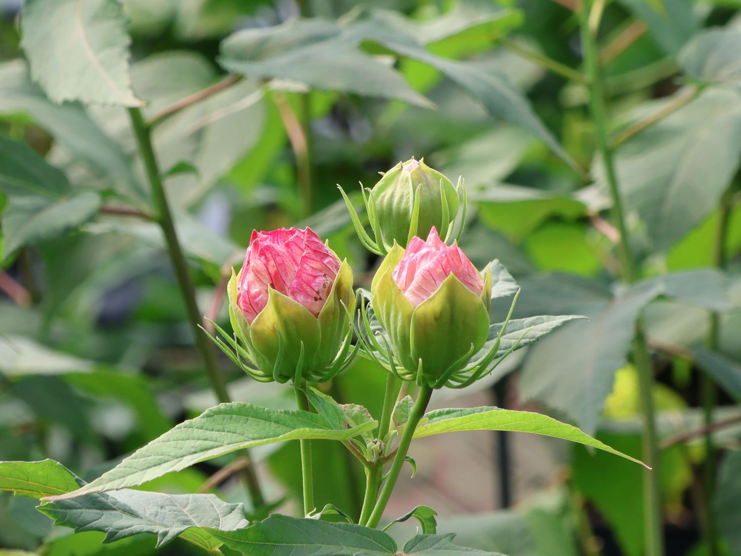Sumpfeibisch 'Cherry Cheesecake' - Hibiscus moscheutos 'Cherry Cheesecake'
