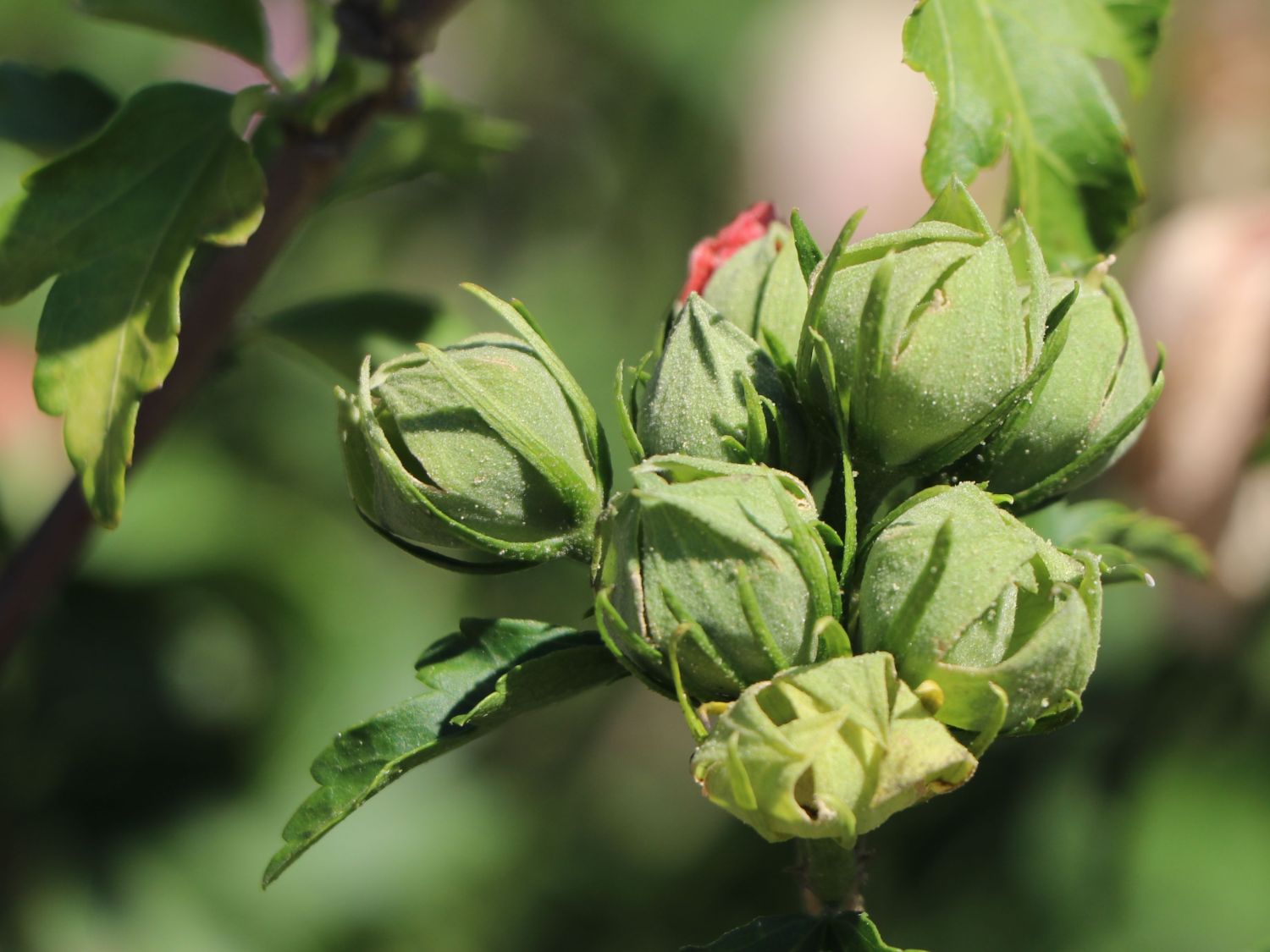 Garteneibisch 'Pink Chiffon' ® - Hibiscus syriacus 'Pink Chiffon' ®