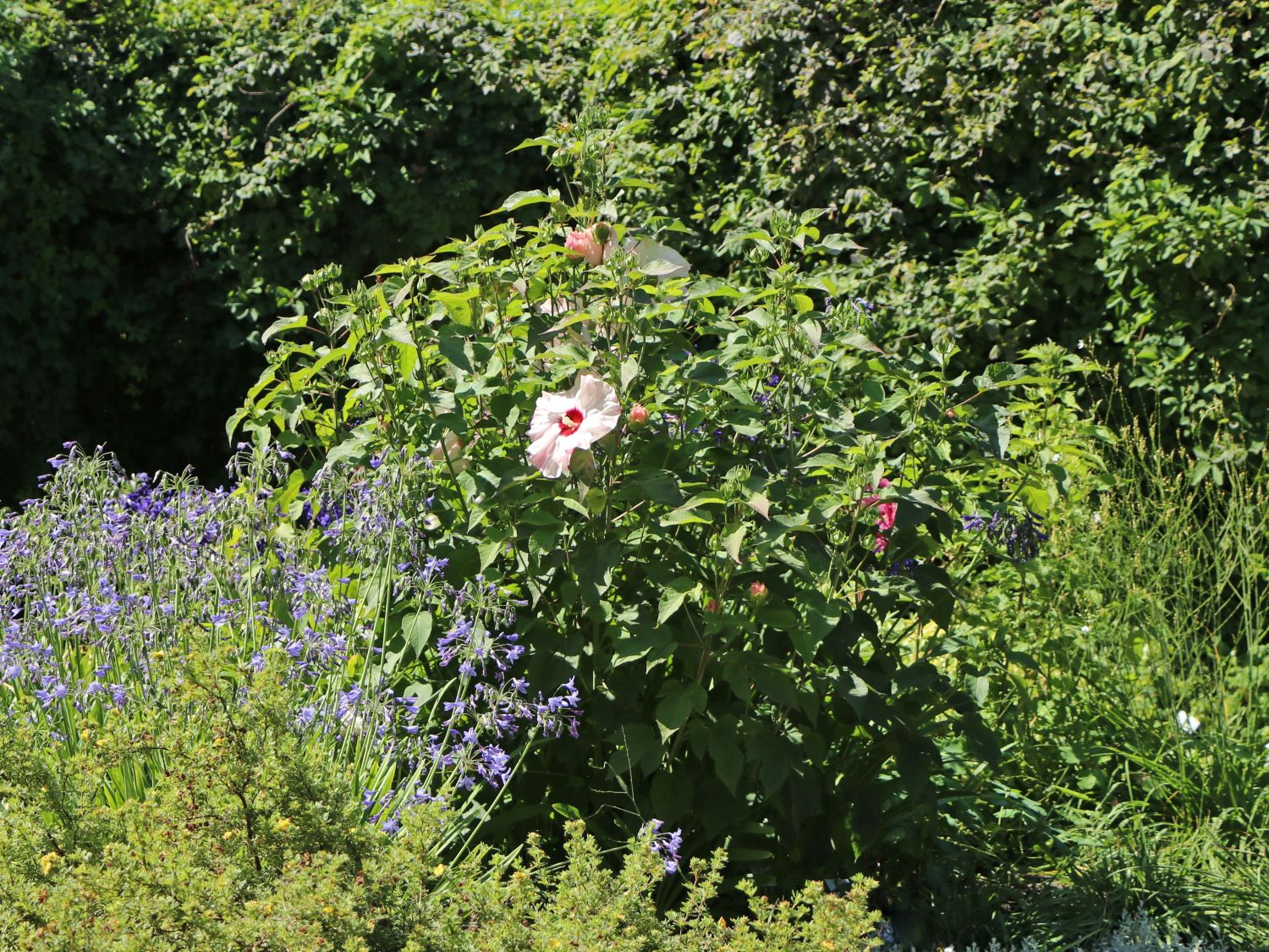 Sumpfeibisch 'Summer Storm'