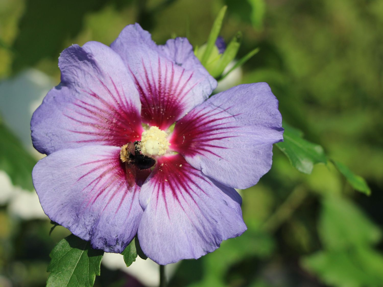 Roseneibisch 'Ultramarine Minultra'