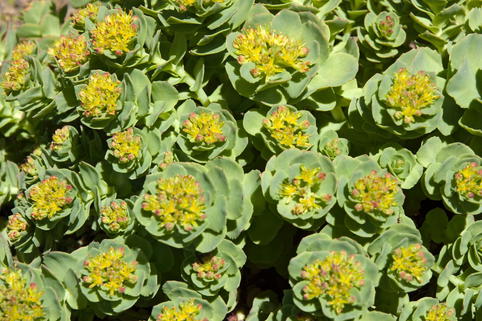 Rosenwurz - Rhodiola rosea