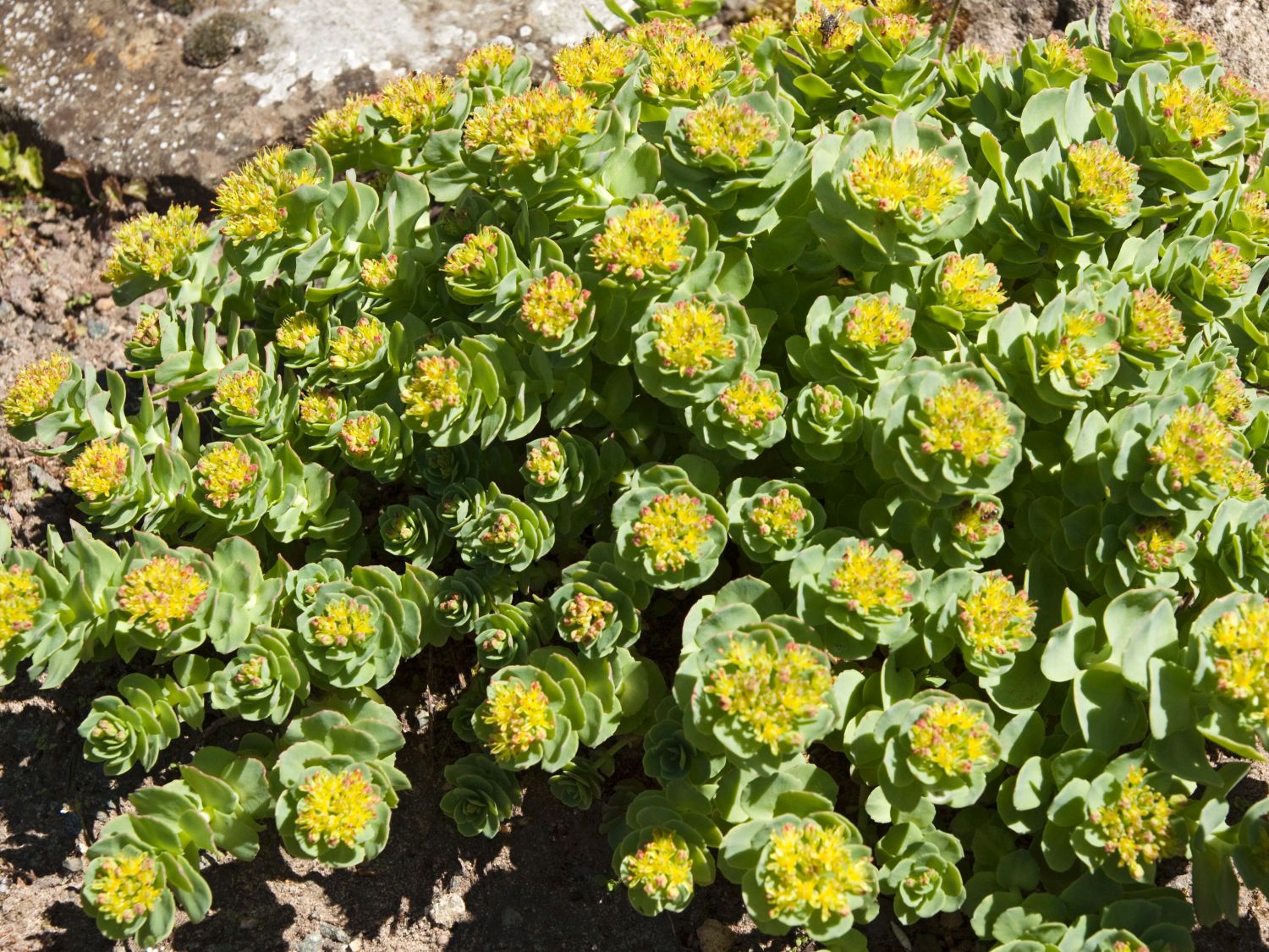 Asienfetthennen (Rhodiola)