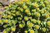 Rosenwurz - Rhodiola rosea