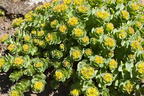 Rosenwurz - Rhodiola rosea