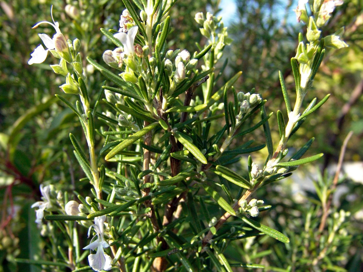 Rosmarinus (Rosmarinus)