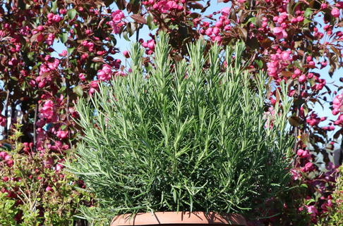 Rosmarin - Salvia rosmarinus / Rosmarinus officinalis