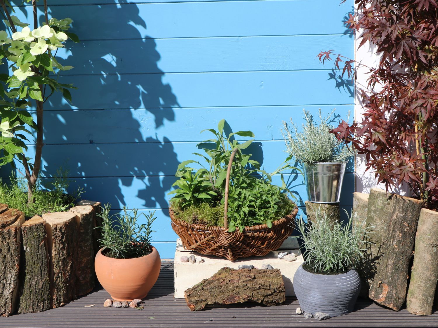 Rosmarin - Salvia rosmarinus / Rosmarinus officinalis