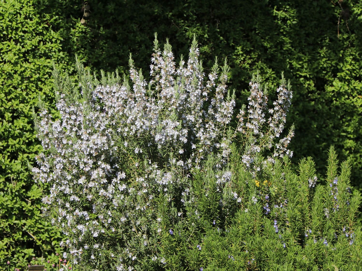 Rosmarin - Salvia rosmarinus / Rosmarinus officinalis