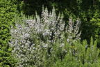 Rosmarin - Salvia rosmarinus / Rosmarinus officinalis