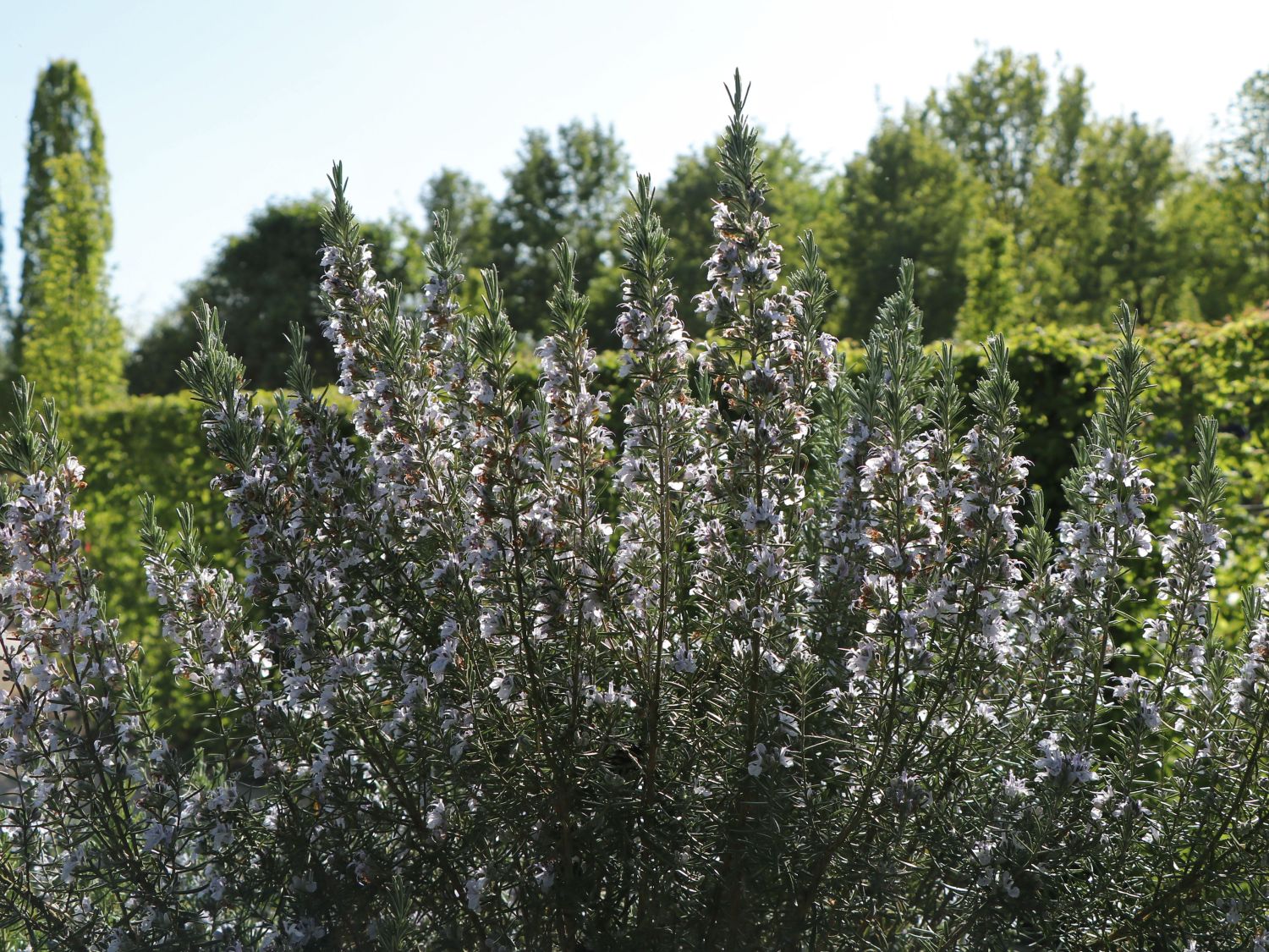 Rosmarin - Salvia rosmarinus / Rosmarinus officinalis