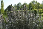 Rosmarin - Salvia rosmarinus / Rosmarinus officinalis