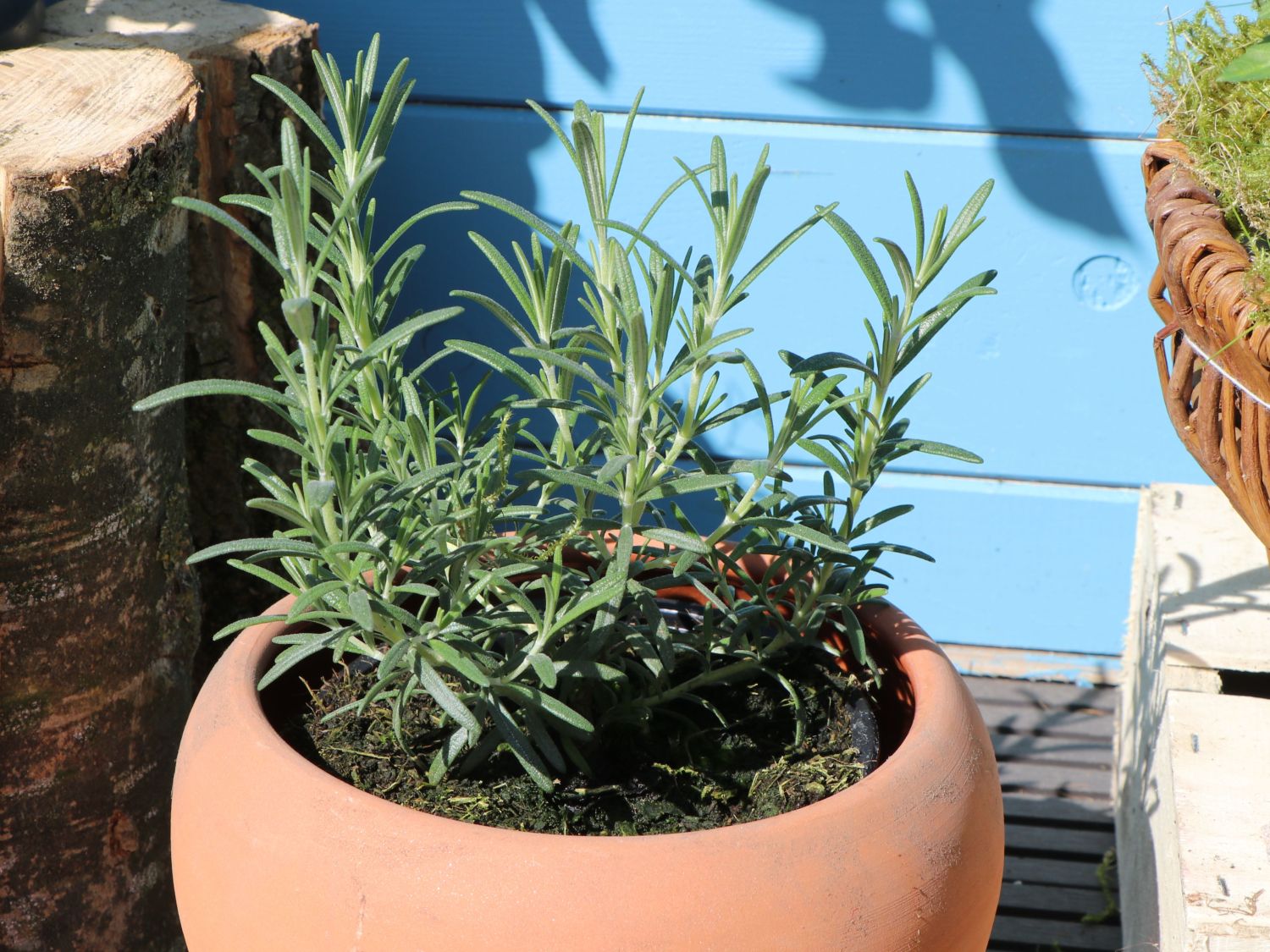 Rosmarin - Salvia rosmarinus / Rosmarinus officinalis